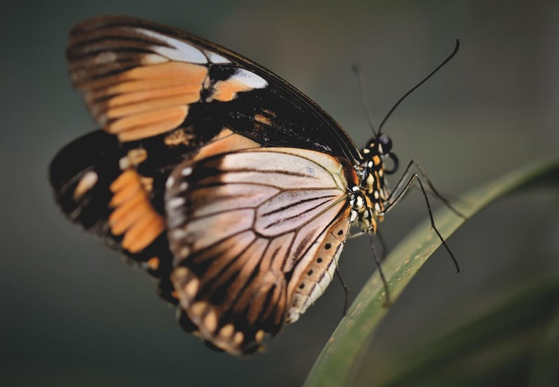 Butterfly Ornaments