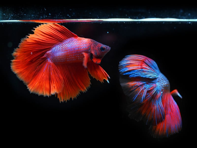 Aquatic Life