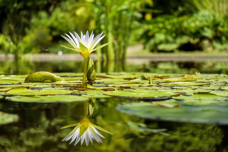 Backyard Pond